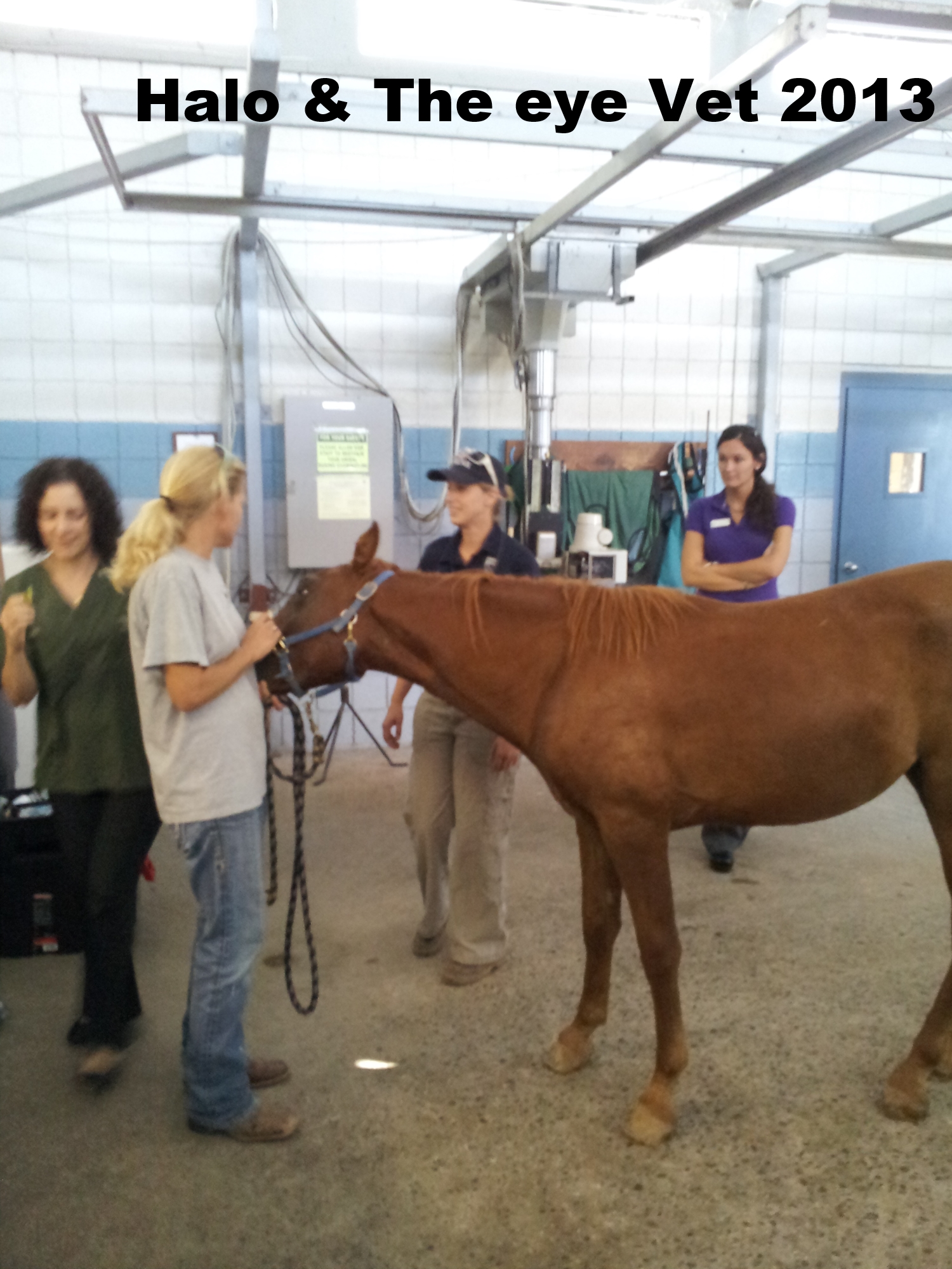 Apache Junction Horse Rescue